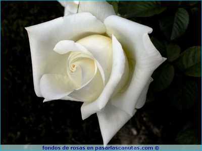 folora